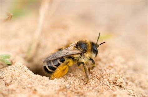 How to get rid of bees in the ground. Things To Know About How to get rid of bees in the ground. 